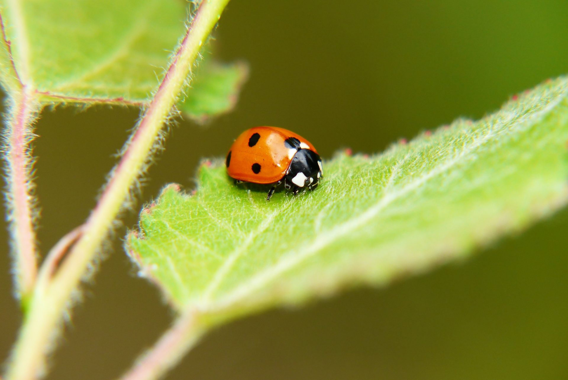 Creepy Crawlies: A Rough Guide · Plants living their best lives