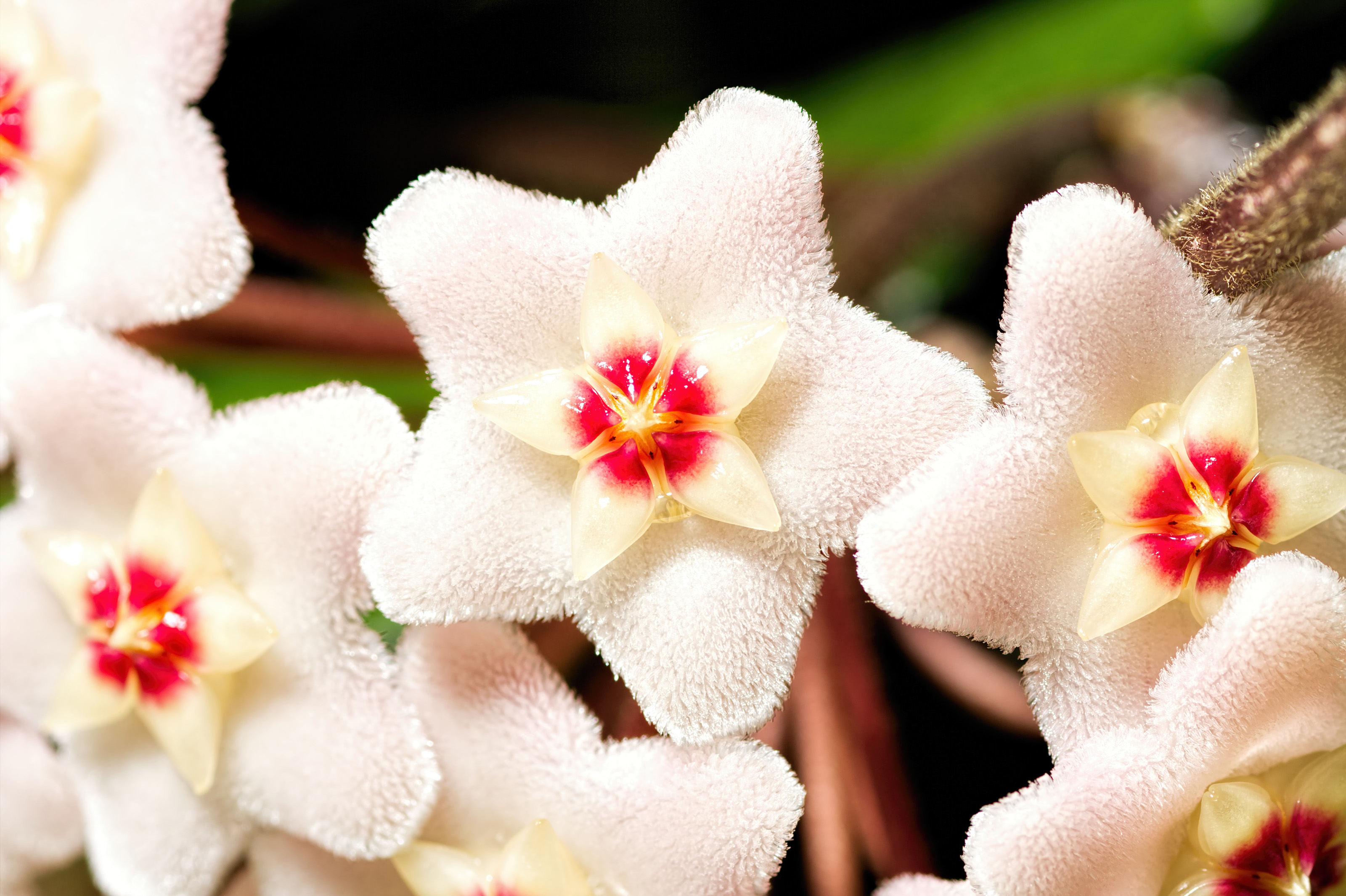 HOYA ('WAX PLANT') · Plants living their best lives