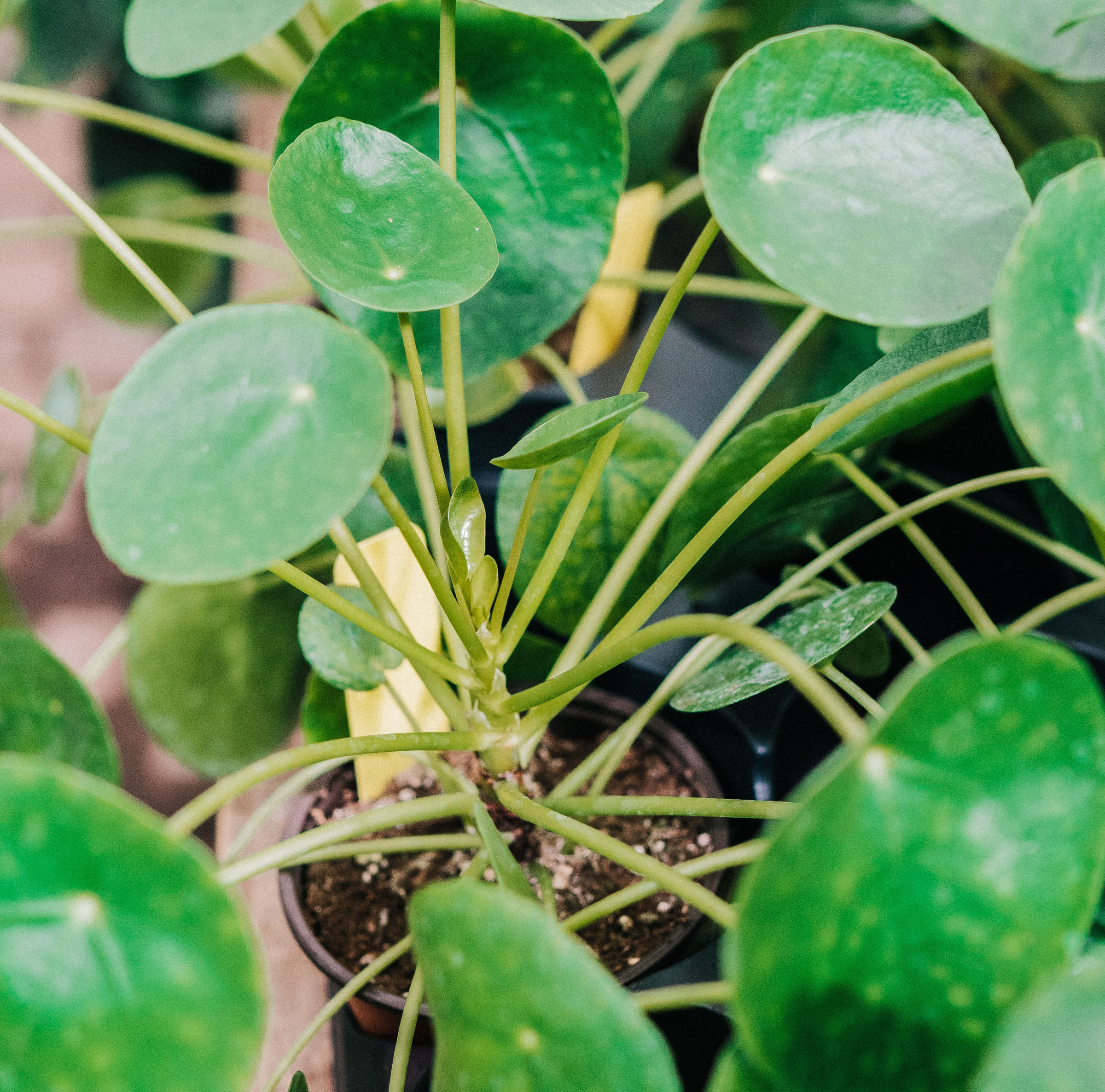 chinese money plant